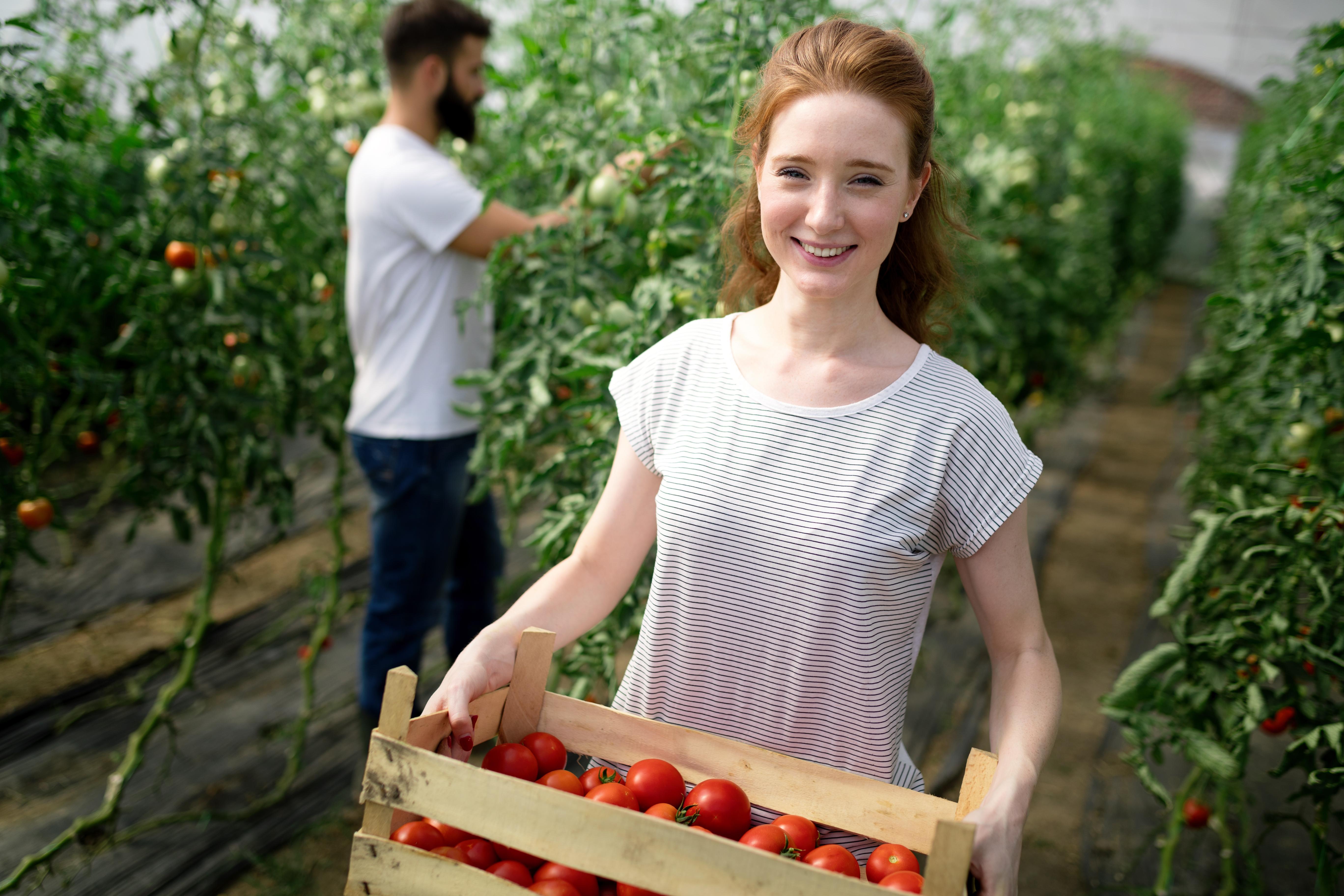 Young woman carrying a crate of tomatoes